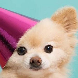 Meet your Posher, Ayla